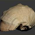 Beautiful Light Brown Orange Conch Shell with Textured Surface on Black Background and Reflection 3d model