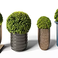 Bonsai Potted Plants With Round Green Foliage And Various Textured Planters