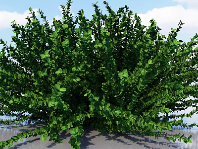 Healthy Green Shrub With Lush Dense Foliage For Outdoor Garden Landscaping 3d model