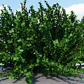 Ornamental Shrubs Ornamental Trees Landscape Trees Wolfberry Plants Wheeltang Courtyard Trees Shrubs 3d model