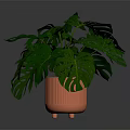 Monstera Plant With Large Green Leaves In Orange Decorative Ceramic Pot