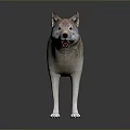 Realistic Wolf 3D Model Game Movie Character with Standing Pose Brown Gray Fur