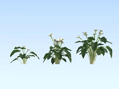 Three Blooming White Calla Lilies With Fresh Green Leaves On Light Blue Background 3d model