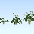 Three Blooming White Calla Lilies With Fresh Green Leaves On Light Blue Background