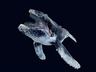 Humpback Whale With Open Mouth And Visible Baleen Plates Against Dark Deep Ocean Background 3d model