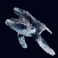 Humpback Whale With Open Mouth And Visible Baleen Plates Against Dark Deep Ocean Background