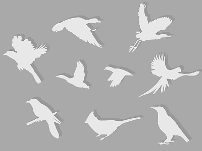 Flying Animals Silhouettes of Various Bird Species in Flying and Perching Positions 3d model