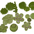 Various Shaped Decorative Garden Shrubs With Topiary Designs And Green Foliage