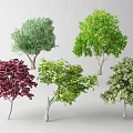 Diverse Arbor Trees Showcasing Different Foliage Colors And Shapes 3d model