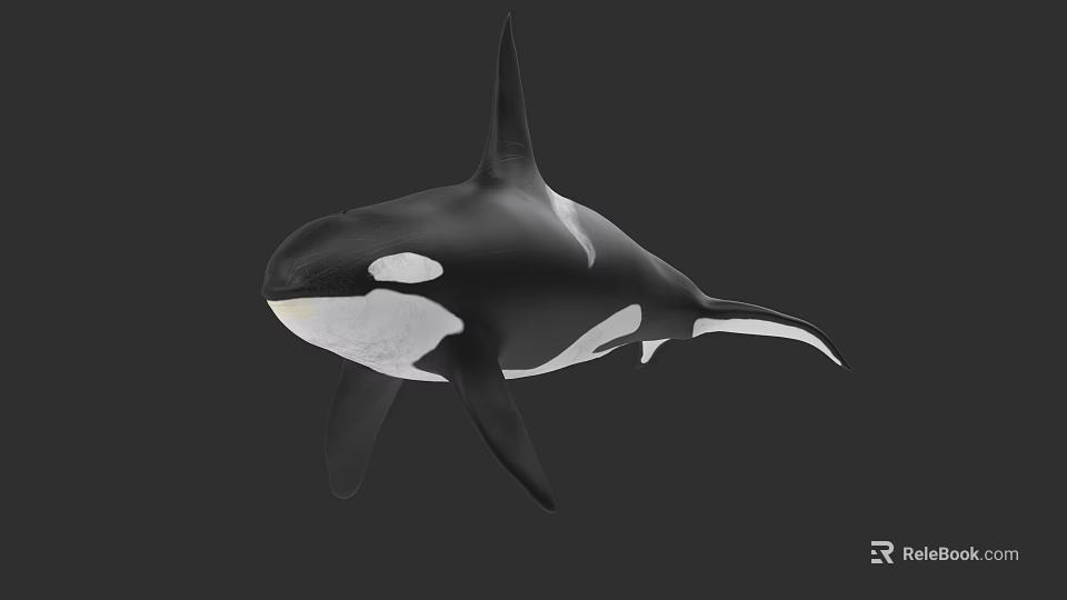 Black And White Orca Whale In Swimming Pose Realistic 3D Rendering Marine Animal Character 3d model 