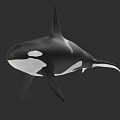 Black And White Orca Whale In Swimming Pose Realistic 3D Rendering Marine Animal Character