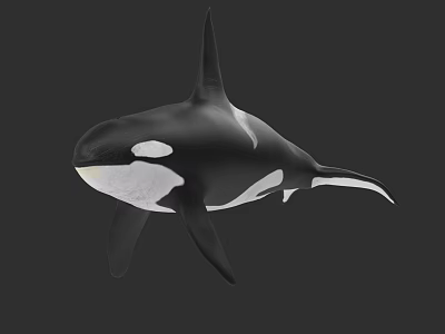 Black And White Orca Whale In Swimming Pose Realistic 3D Rendering Marine Animal Character 3d model