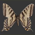 Striped Tailed Butterfly With Brown And White Wings On Dark Background