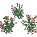 Fresh Pink Carnations With Green Stems And Leaves In Multiple Bouquets