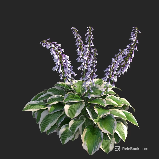 Elegant Hosta Plant With Lush Variegated Green White Leaves And Purple Flowers 3d model 