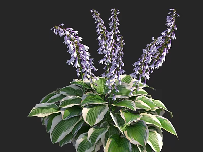 Elegant Hosta Plant With Lush Variegated Green White Leaves And Purple Flowers 3d model