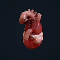Human Heart Chest Organ Anatomical Structure 3D Rendering Medical Illustration Detailed View
