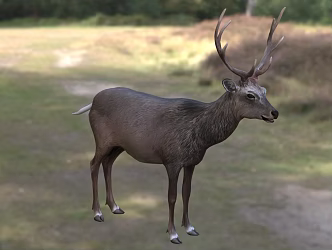 Modern fauna of the North Benshu Sika Deer subspecies 3d model