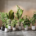 Indoor Various Green Potted Plants With Large Leaves And Decorative Pots