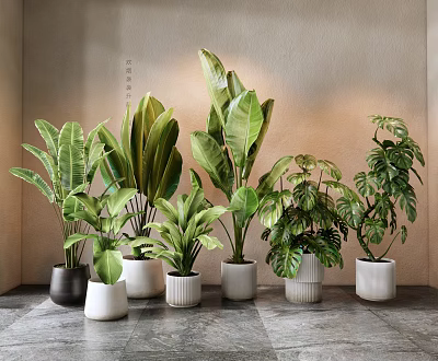 Indoor Various Green Potted Plants With Large Leaves And Decorative Pots 3d model