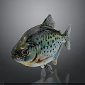 Colorful Spotted Fish With Red Eyes And Metallic Sheen On Dark Background