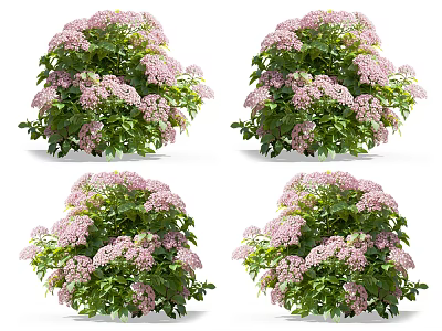 Beautiful Pink And White Hydrangeas With Lush Green Leaves In Potted Plants 3d model