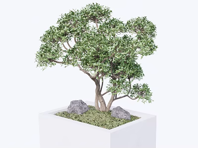 Potted Arbor in White Container with Lush Green Foliage Stones and Moss 3d model