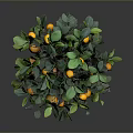 Healthy Orange Tree With Dense Green Leaves And Fresh Ripe Orange Fruits