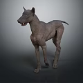 Hairless Mexican Dog Standing Alert With Muscular Body And Ears Up
