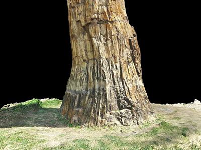 Petrified Wood Trunk With Detailed Texture And Natural Stone Appearance In Grass And Earth 3d model