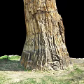 Petrified Wood Trunk With Detailed Texture And Natural Stone Appearance In Grass And Earth