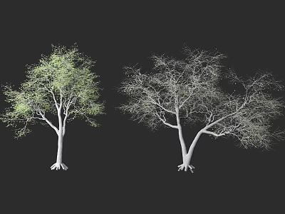 Two Trees With Green Leaves And Bare Branches White Trunks Exposed Roots On Black Background 3d model