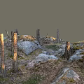 Natural Wood and Stone Scene with Dead Tree Trunks Moss Gravel and Grass