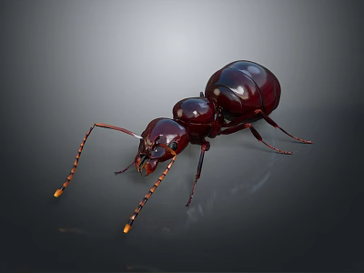 3D Rendered Dark Brown Ant With Long Antennae On Gray Background 3d model