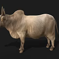 Light Brown Zebu Cow With Hump And Large Ears On Black Background