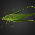 Green Grasshopper Close Up View With Large Wings Long Slender Legs On Black Background