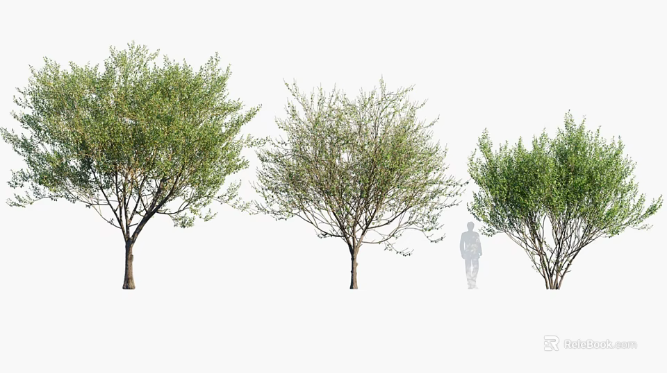 Three Different Shapes Trees With Human Silhouette For Size Scale 3d model 