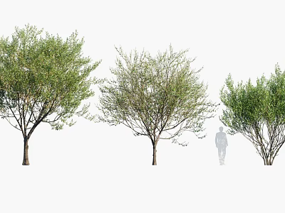 Three Different Shapes Trees With Human Silhouette For Size Scale 3d model