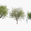 Three Different Shapes Trees With Human Silhouette For Size Scale