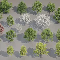 Various Trees With Green Red White And Yellow Foliage For Landscaping Design