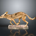 Realistic Taxidermy Jackal Figure In Walking Pose On Natural Stone Base