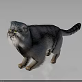 Fluffy Blue Gray Striped Cat With Yellow Eyes In Standing Pose On Gray Background