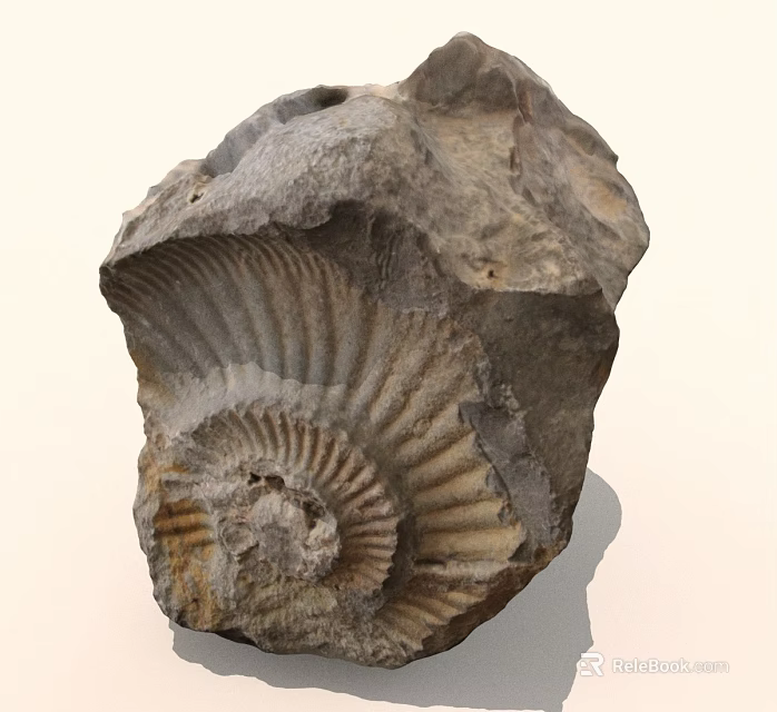 Ancient Ammonite Fossil With Spiral Structure And Rock Matrix Texture 3d model 