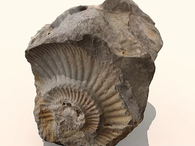 Ancient Ammonite Fossil With Spiral Structure And Rock Matrix Texture 3d model