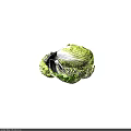 Fresh Green Cabbage with Crisp Leaves and White Inner Layers on White Background
