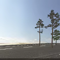 Tall Arbor Trees With Evergreen Foliage And Various Growth Heights