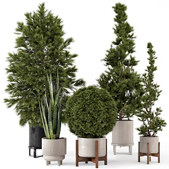Bonsai Green Plant 3d model