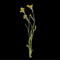 Beautiful Plant With Yellow Flower Clusters And Green Stems Leaves