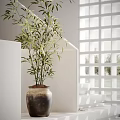 Bamboo Bonsai Plant in Rustic Clay Pot for Bright Indoor Home Decoration