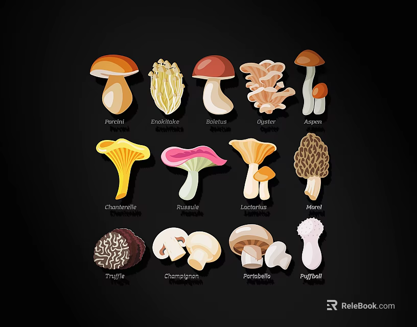 Different Types Of Mushrooms Colorful Illustration With Names And Varieties 3d model 